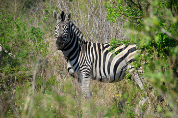 Africa, South Africa, KwaZulu Natal, Hluhluwe Umfolozi National Park, zebra 