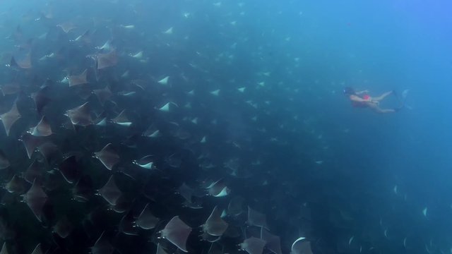 Freediver and Mobula Rays