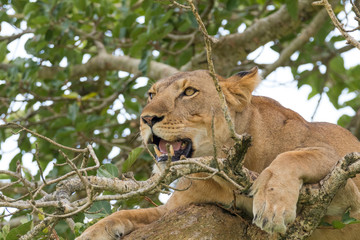 Fototapeta premium Africa, Uganda, Ishasha, Queen Elizabeth National Park. Lioness, (Panthera leo) in tree, resting on branch.