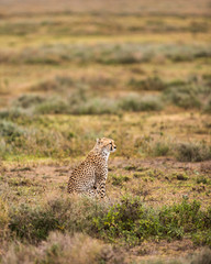Cheetah (Acinonyx jubatus) scans the open plains of the Serengeti National Park, Tanzania