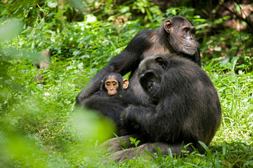 Africa, Uganda, Kibale National Park, Ngogo Chimpanzee Project. A mother chimpanzee grooms her...