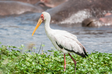 Woolly-necked stork