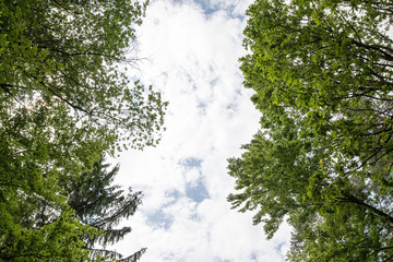 Obraz premium Symmetrical Forest and Sky