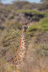 Africa, Giraffe
