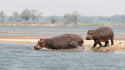 Fototapeta na wymiar Africa, Zambia. Hippos enter river.