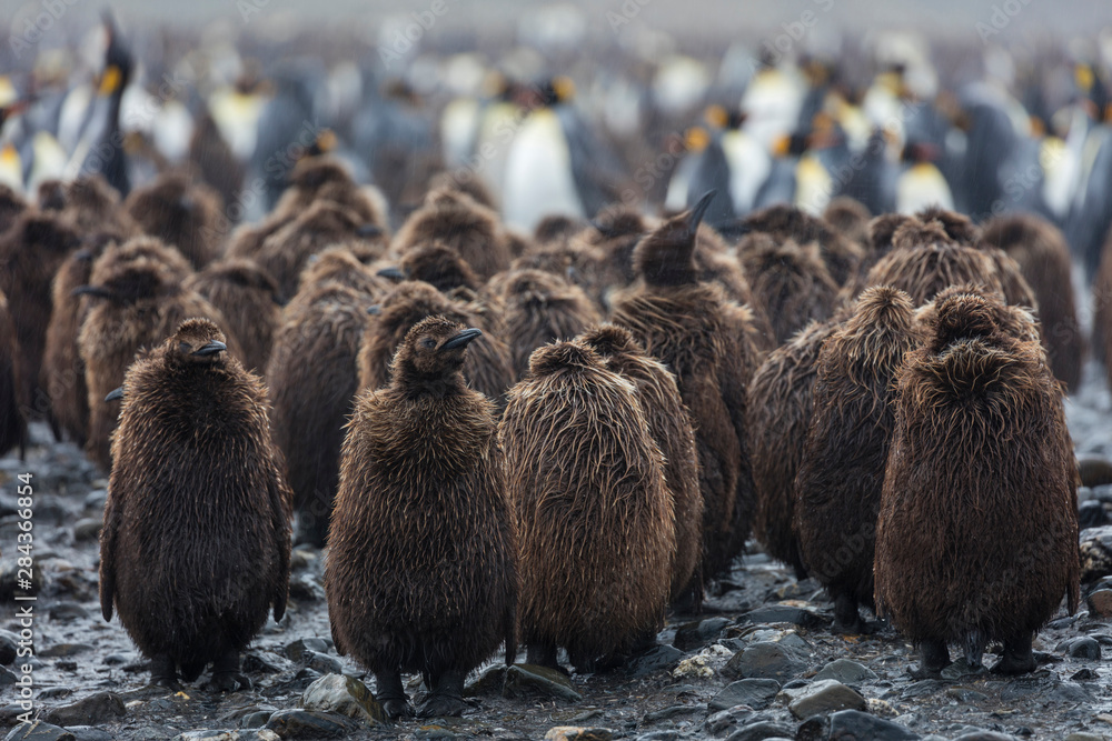 Poster South Georgia Island, Salisbury Plains. Juvenile king penguins huddle together during rainstorm. Credit as Josh Anon / Jaynes Gallery / DanitaDelimont.com