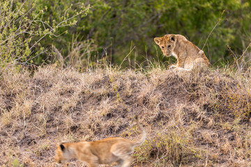 Lion cub stalking its sibling in the Serengeti National Park, Tanzania