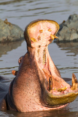 Adult hippopotamus opens its jaw really wide to the camera, Close-up, showing its teeth, Ngorongoro Conservation Area, Tanzania