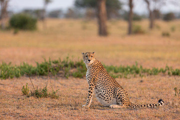 Cheetah (Acinonyx jubatus) resting in early morning sunlight in the Serengeti National Park, Tanzania