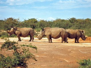 Africa, Uganda, Murchison Falls NP. White, or square-lipped, rhinoceros such as these at Murchison...