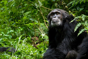 Africa, Uganda, Kibale National Park, Ngogo Chimpanzee Project. A male chimpanzee looks up toward an estrous female.