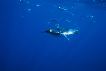 King Penguins, (Aptenodytes patagonicus), underwater, Macquarie Island, sub-Antarctica Australia.