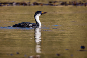 South Georgia Island, Godthul. South Georgia shag reflects in water. Credit as Josh Anon / Jaynes...