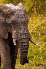 Fototapeta na wymiar African Elephant (Loxodonta Africana), Sabi Sand Reserve, Mpumalanga, South Africa