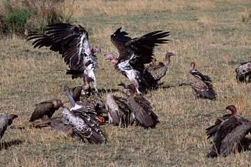 Africa, Tanzania, Ndutu. Three species of vultures: Lappet-faced or Nubian Vulture (Torgos tracheliotus), Ruppell's Griffon Vulture (Gyps rueppellii), and African White-backed Vulture (Gyps africanus)