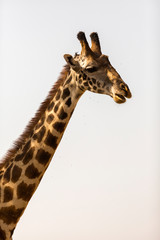 Giraffe (Giraffa camelopardalis) in the Serengeti National Park, Tanzania