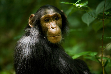 Africa, Uganda, Kibale National Park, Ngogo Chimpanzee Project. Young male chimpanzee, 'Django'