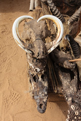 Africa, West Africa, Togo, Lome. Boar and crocodile heads for sale at traditional fetish market.