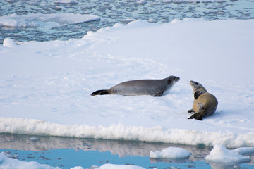 South of the Antarctic Circle. The Gullet. Crabeater seal (Lobodon carcinophagus) on an ice floe.