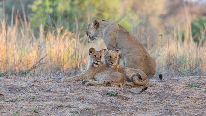 Africa, Zambia. Lioness and cubs resting.