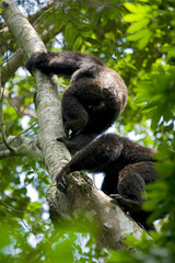 Africa, Uganda, Kibale National Park, Ngogo Chimpanzee Project. Excited, bristled male chimpanzees charge powerfully up a tree.