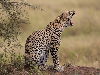 Africa, Tanzania, Serengeti, leopard (Panthera pardus) yawning.