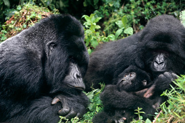 Obraz premium Zaire, Virungas National Park, Virungas Mountains. Wild mountain gorilla family in cloud forest habitat. 