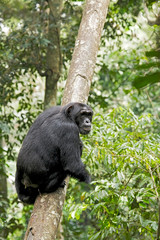 Africa, Uganda, Kibale National Park, Ngogo Chimpanzee Project. In spite of missing a hand, this male chimpanzee adeptly climbs a tree.