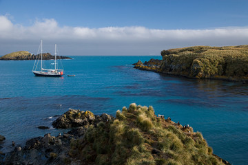 UK Territory, South Georgia Island, Trollhul. Golden Fleece sailing yacht anchored in cove. ,