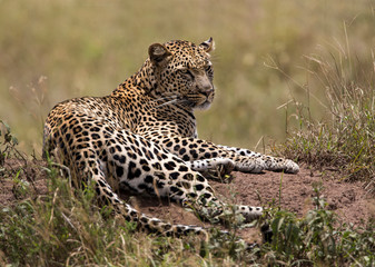Africa, Tanzania, Serengeti. Leopard (Panthera pardus).