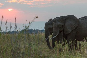 Fototapeta na wymiar Africa, Zambia. Elephants in grass at sunset.