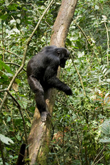 Africa, Uganda, Kibale National Park, Ngogo Chimpanzee Project. A male chimpanzee climbs down a tree trunk extending his opposable toe that allows his foot to grip the tree like a hand.