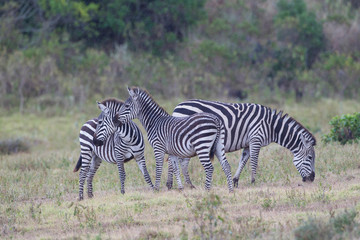 Fototapeta na wymiar Three Plains Zebras (Equus quagg) in the grassland. Two are alert while one is foraging, Arusha National Park, Tanzania