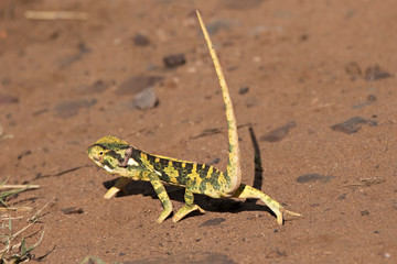 Africa, Tanzania, Serengeti. A flap necked chameleon (Chamaeleo dilepis) walking