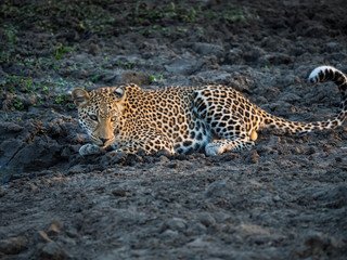 Africa, Zambia. Close-up of resting leopard.