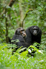 Africa, Uganda, Kibale National Park, Ngogo Chimpanzee Project. A chimpanzee rests on a forest path as another male approaches.