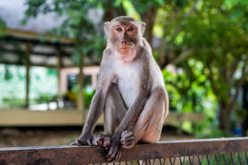 a pensive lonely monkey sits on a fence in the shade of a tree. The concept of animals in the zoo.