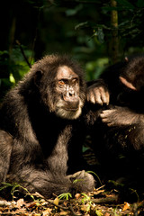 Africa, Uganda, Kibale National Park, Ngogo Chimpanzee Project. An adult male chimpanzee relaxes as he is groomed.
