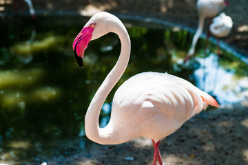 Pink flamingos on the lake. The concept of animals at the zoo