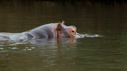 Africa, Zambia. Lone hippo in river.