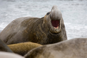 UK Territory, South Georgia Island. Bull elephant seal with mouth open. 
