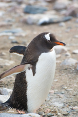 Antarctica. Neko Harbor. Gentoo Penguin (Pygoscelis papua) colony.