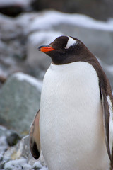 Antarctica. Paradise Harbor. Gentoo penguins (Pygoscelis papua).