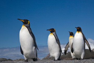 Naklejka na ściany i meble UK Territory, South Georgia Island, St. Andrews Bay. King penguins marching. 
