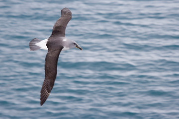 UK Territory, South Georgia Island. Gray-headed albatross glides over ocean. 