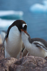 Antarctica. Neko Harbor. Gentoo Penguin (Pygoscelis papua) colony. Penguin feeding its chick.