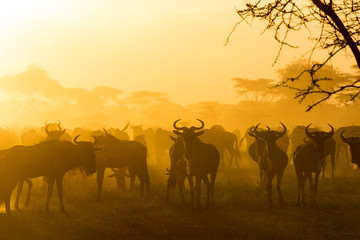Herd of wildebeests silhouetted in golden dust made by the evening sun reflecting off the dust from their migration, Ngorongoro Conservation Area, Tanzania