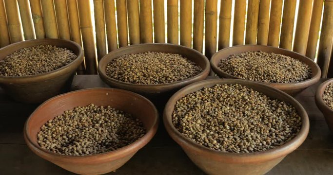 Fresh luwak coffe right after collection lying in a tray in coffee shop on bali island - close up 4k footage