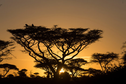 Silhouette of acacia tree stands above other trees in yellow glow of sky at the sun rises, two buzzards in top of tree, Ngorongoro Conservation Area, Tanzania