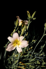 Rosé Flower with Black Background, Macro Photography